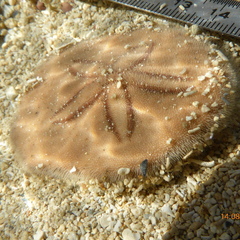 Jacksonaster depressum