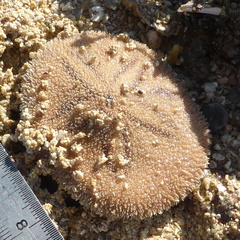 Jacksonaster depressum