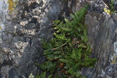 Asplenium difforme