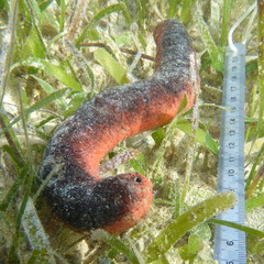 Holothuria edulis