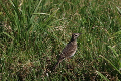 Anthus australis