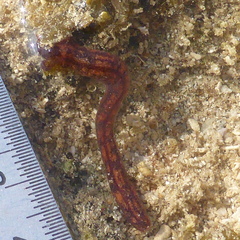 Synaptula