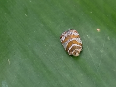 Lophopinae