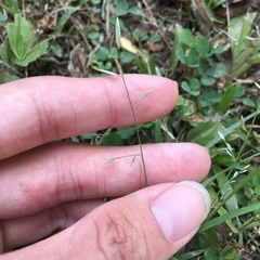 Eragrostis cumingii