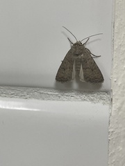 Caradrina clavipalpis