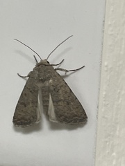 Caradrina clavipalpis