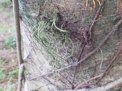 Lepisorus thunbergianus