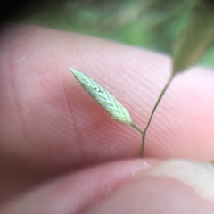 Eragrostis cumingii