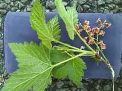 Ribes petraeum