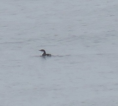 Synthliboramphus scrippsi