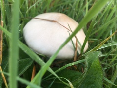 Agaricus arvensis