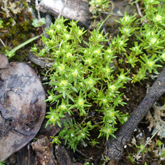 Siloxerus multiflorus