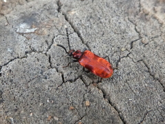 Lemodes coccinea