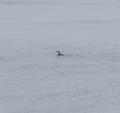 Synthliboramphus scrippsi