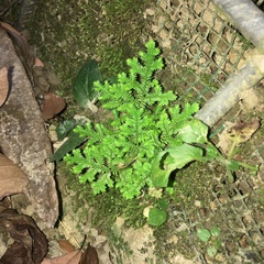 Selaginella ciliaris