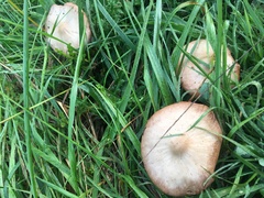 Agaricus arvensis