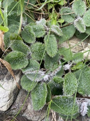 Pilosella officinarum