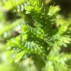 Selaginella ciliaris