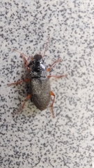 Harpalus rufipes