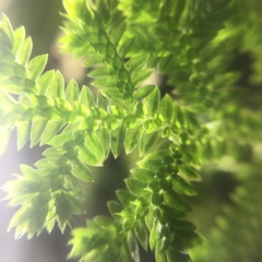 Selaginella ciliaris