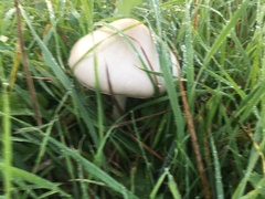 Agaricus arvensis