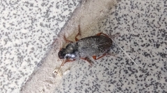Harpalus rufipes
