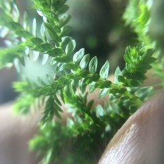 Selaginella ciliaris