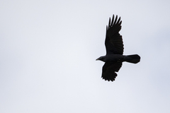 Corvus coronoides