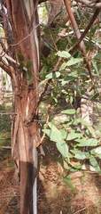 Eucalyptus viminalis