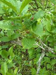 Lonicera alpigena