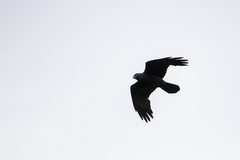 Corvus coronoides