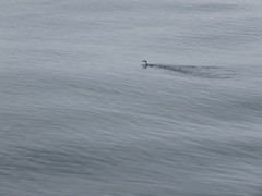 Synthliboramphus scrippsi