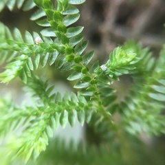 Selaginella ciliaris