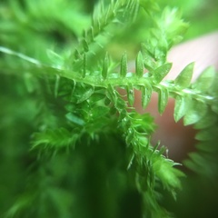 Selaginella ciliaris