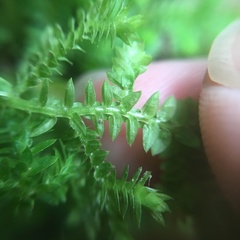 Selaginella ciliaris