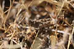 Acrotylus