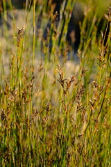Restio sieberi