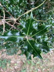 Ilex