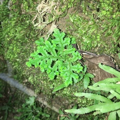 Selaginella ciliaris
