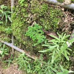 Selaginella ciliaris