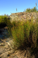 Restio sieberi