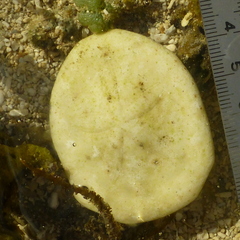 Jacksonaster depressum