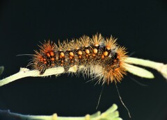 Acronicta auricoma