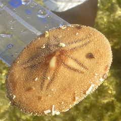 Jacksonaster depressum