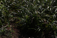 Dianella caerulea