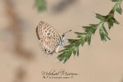 Leptotes pirithous