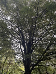 Fagus sylvatica