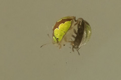 Chiridopsis marginata