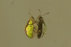 Chiridopsis marginata