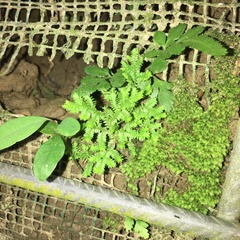 Selaginella ciliaris